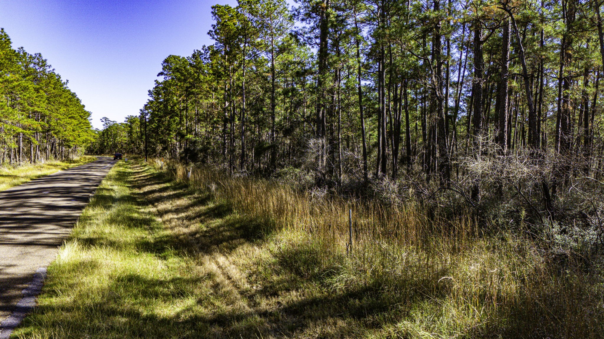 314 Sportsman Retreat Road Onalaska, TX 77360 - Photo 9 of 17 a view of a yard