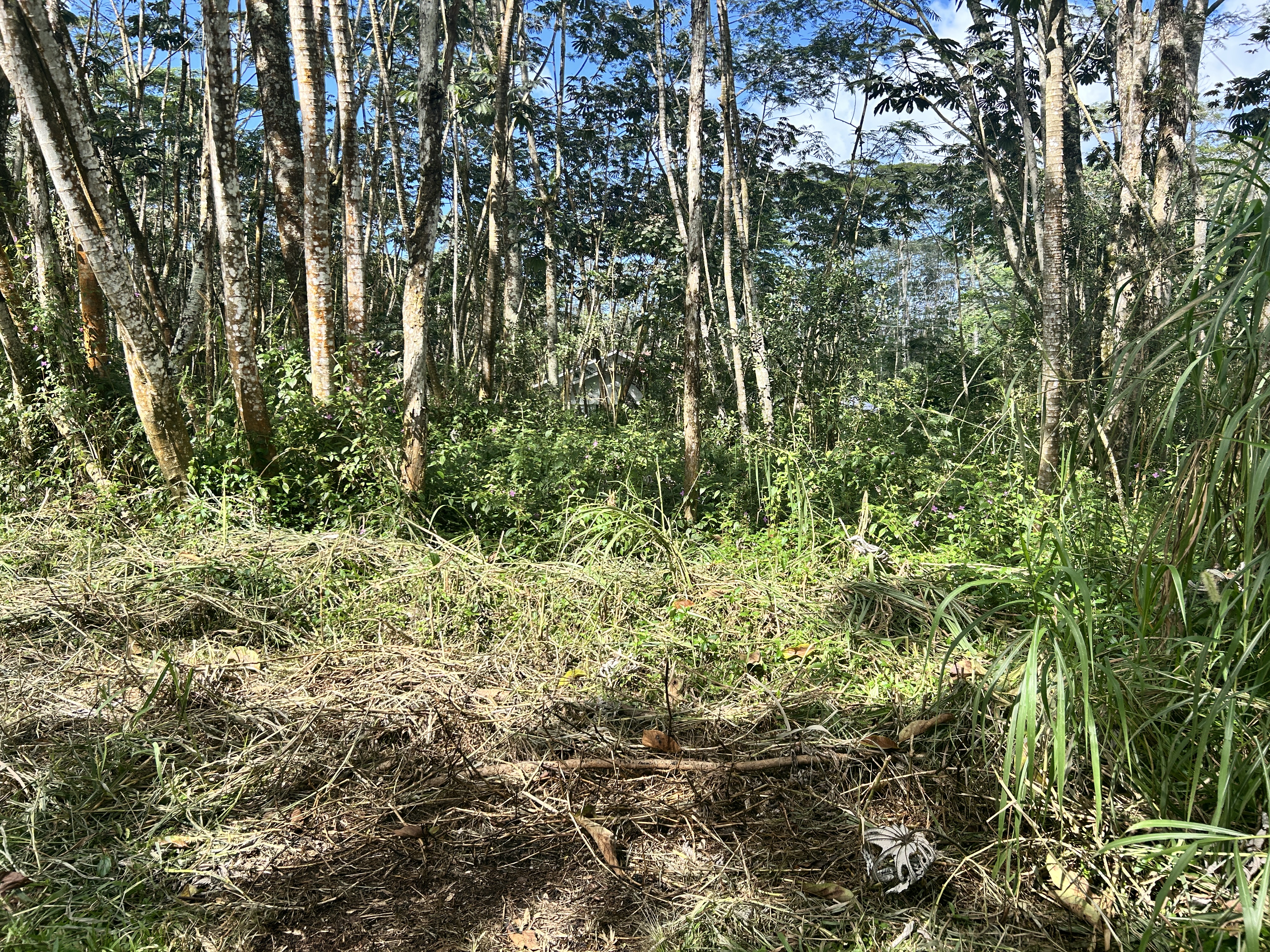 230 Pikake Road Pahoa, HI 96778 - Photo 29 of 30 Gallery Image 29