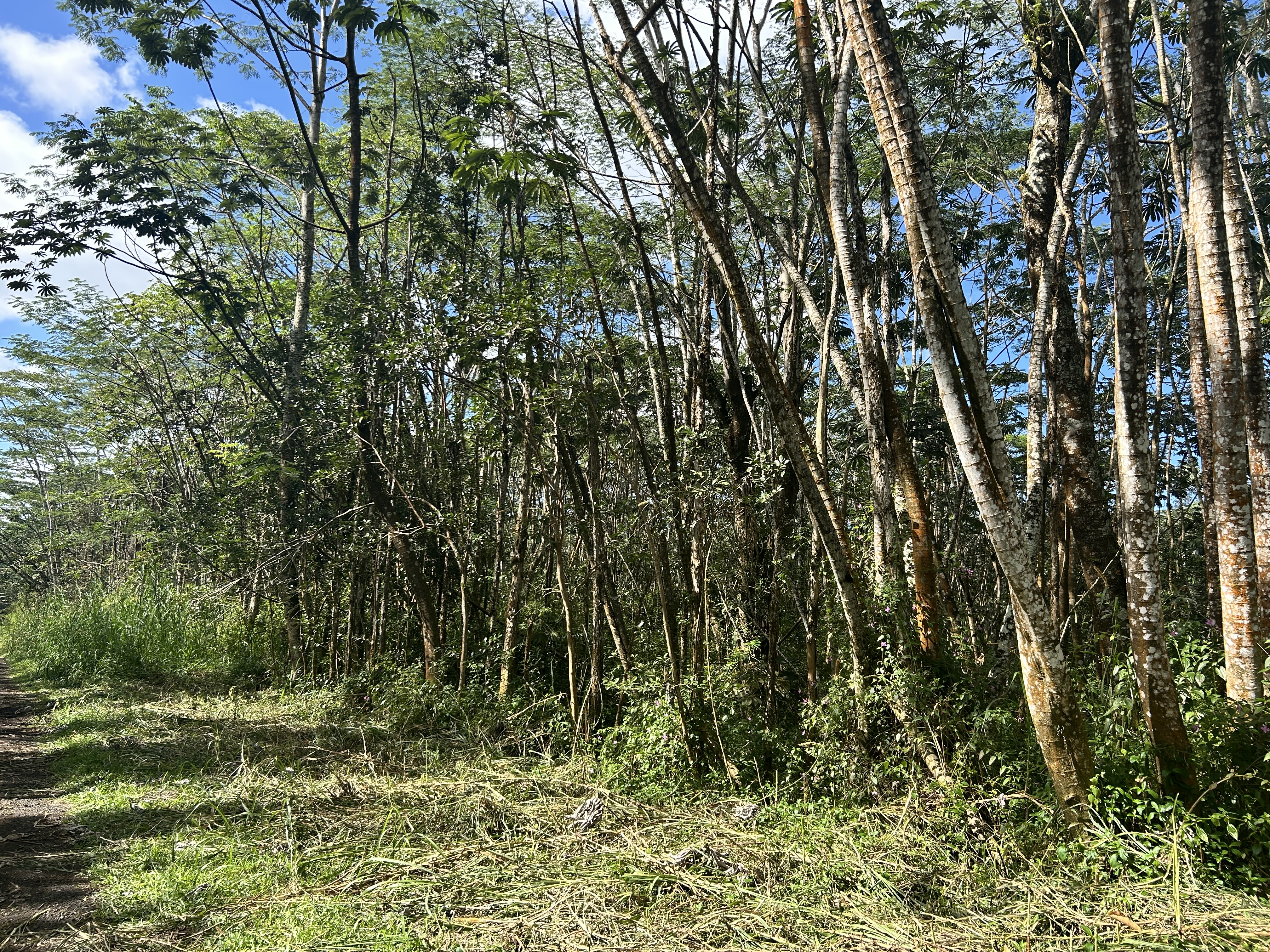 230 Pikake Road Pahoa, HI 96778 - Photo 3 of 30 Gallery Image 3