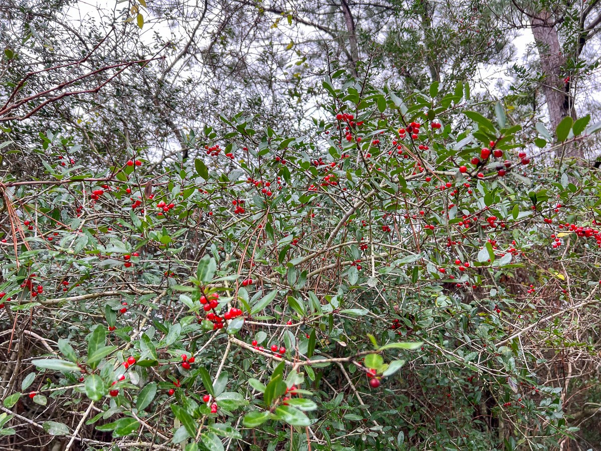 1 Rec Road 255 Colmesneil, TX 75938 - Photo 13 of 19