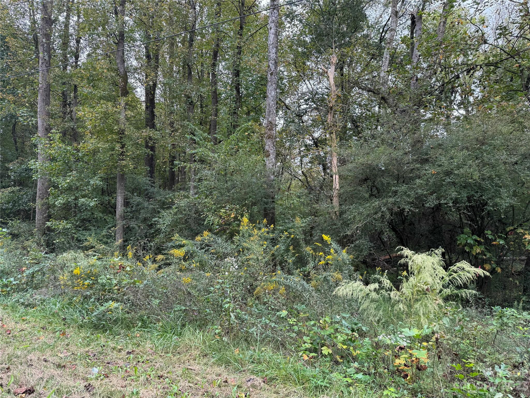 0 Sincerity Road Monroe, NC 28110 - Photo 7 of 7 a view of a forest with a tree