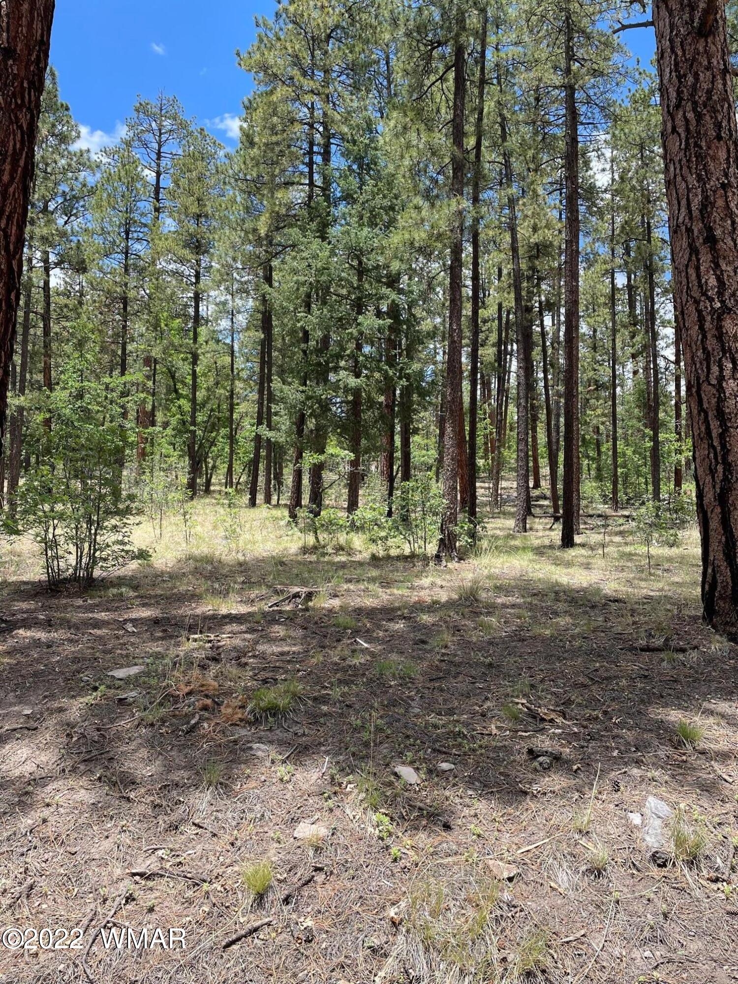 11 County Road Alpine, AZ 85920 - Photo 2 of 5