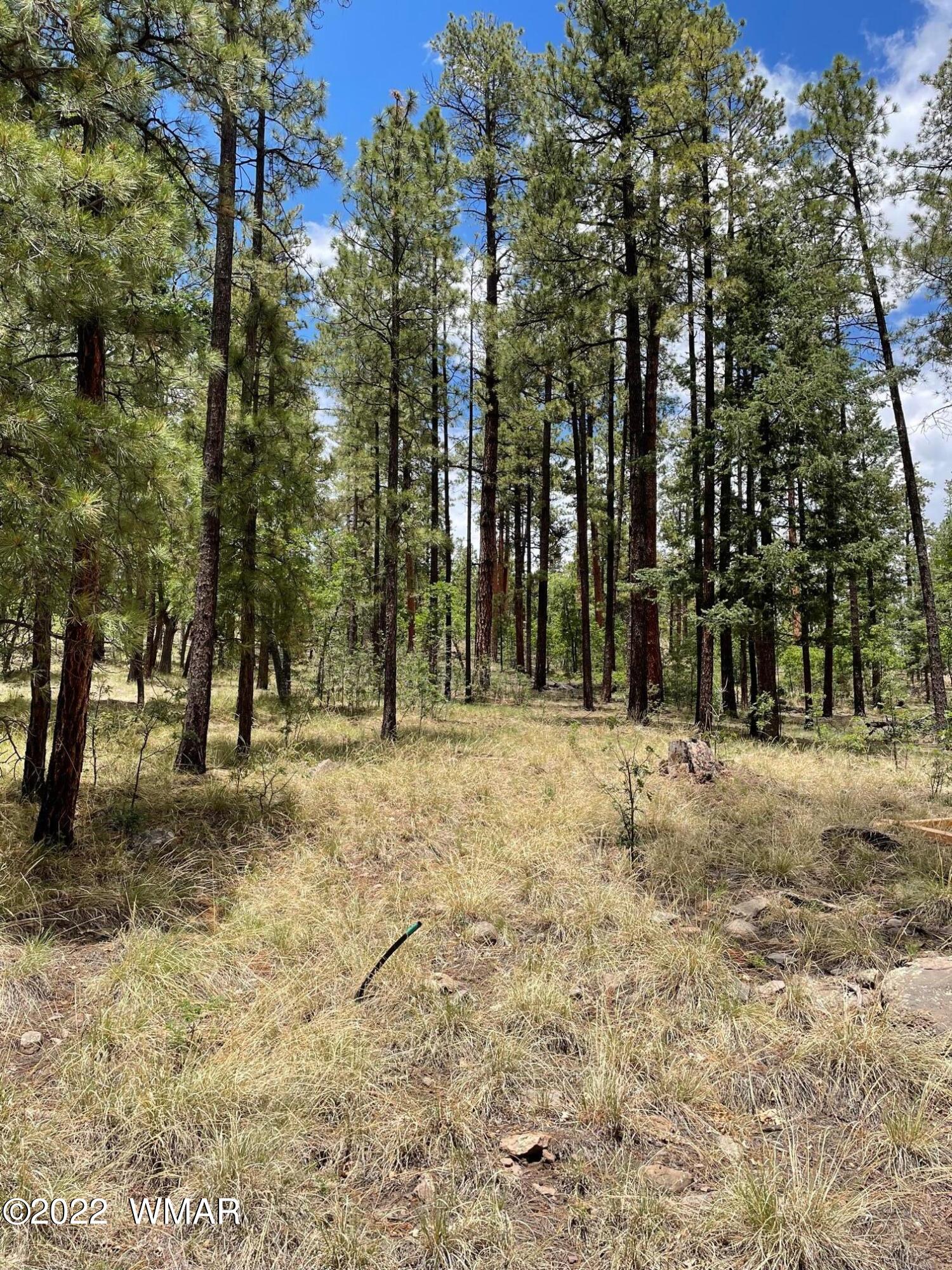 11 County Road Alpine, AZ 85920 - Photo 3 of 5