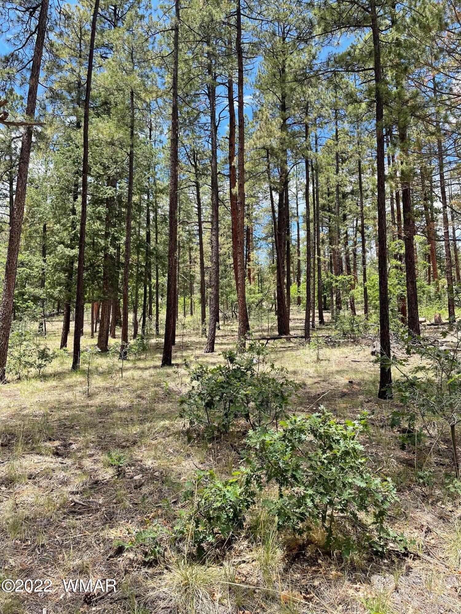 11 County Road Alpine, AZ 85920 - Photo 4 of 5