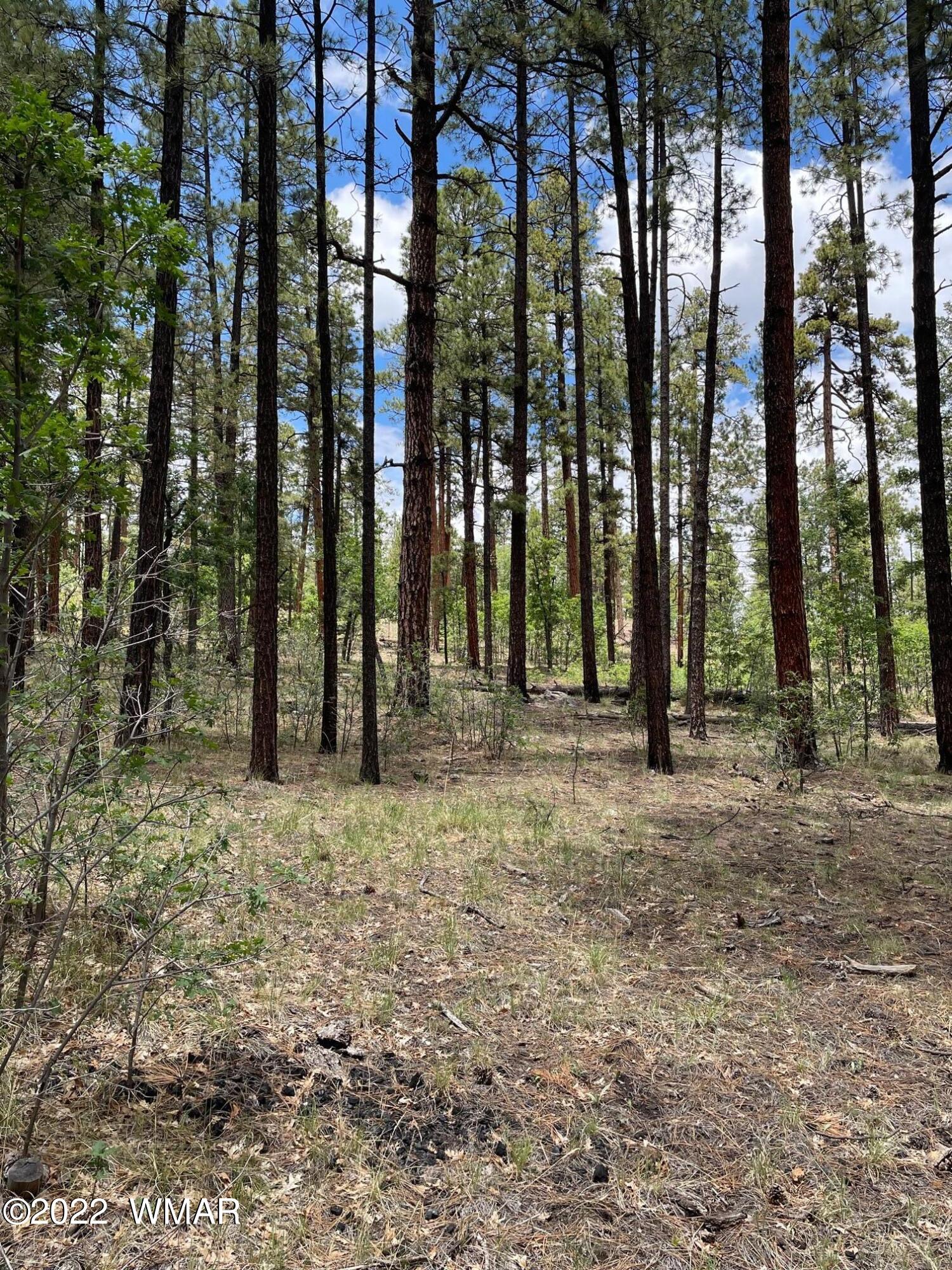 11 County Road Alpine, AZ 85920 - Photo 5 of 5