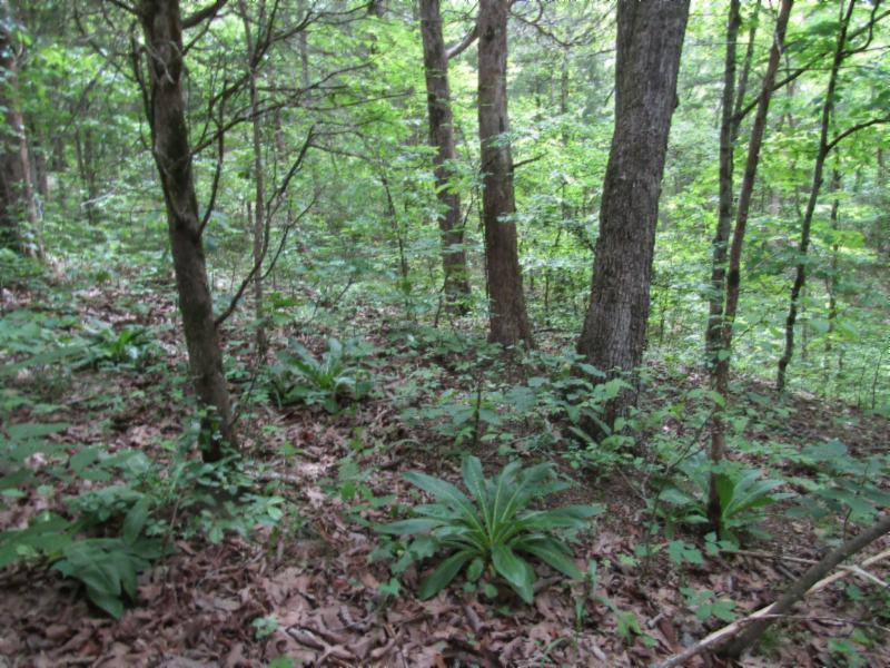 Lot 6 Red Oak Ridge Road Celina, TN 38551 - Photo 5 of 22 05122020 076