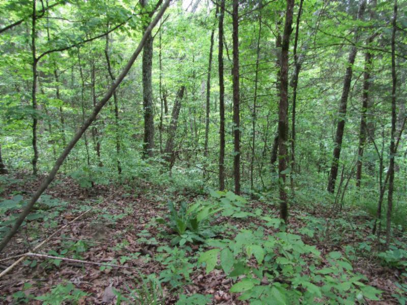 Lot 6 Red Oak Ridge Road Celina, TN 38551 - Photo 7 of 22 05122020 078