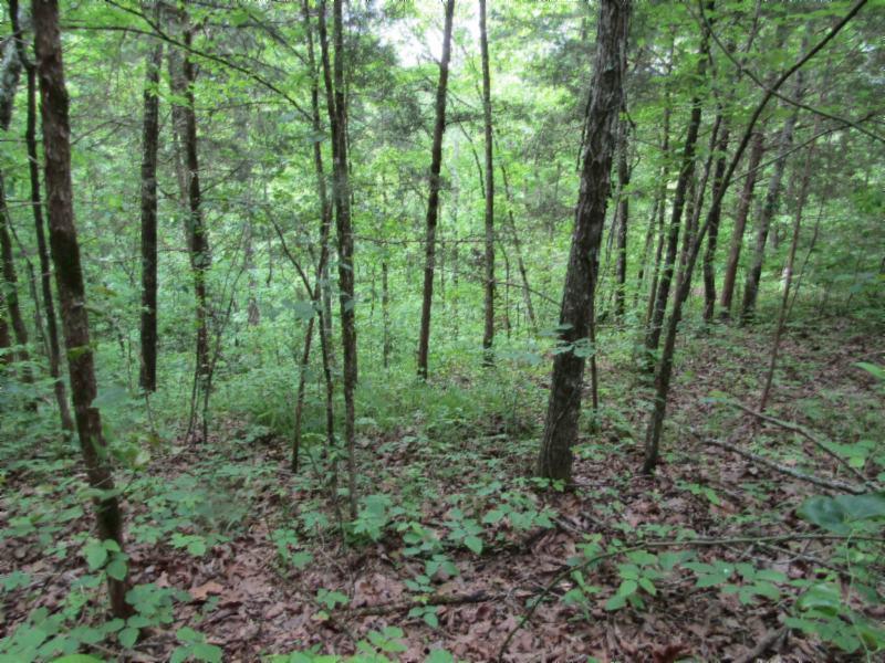Lot 6 Red Oak Ridge Road Celina, TN 38551 - Photo 8 of 22 05122020 079
