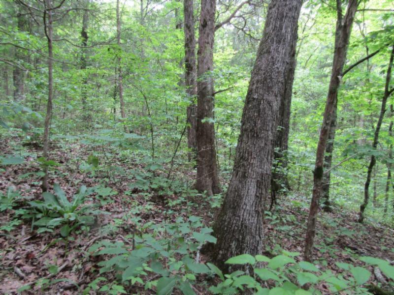 Lot 6 Red Oak Ridge Road Celina, TN 38551 - Photo 9 of 22 05122020 080