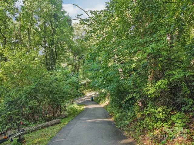 a view of a yard with plants and large trees