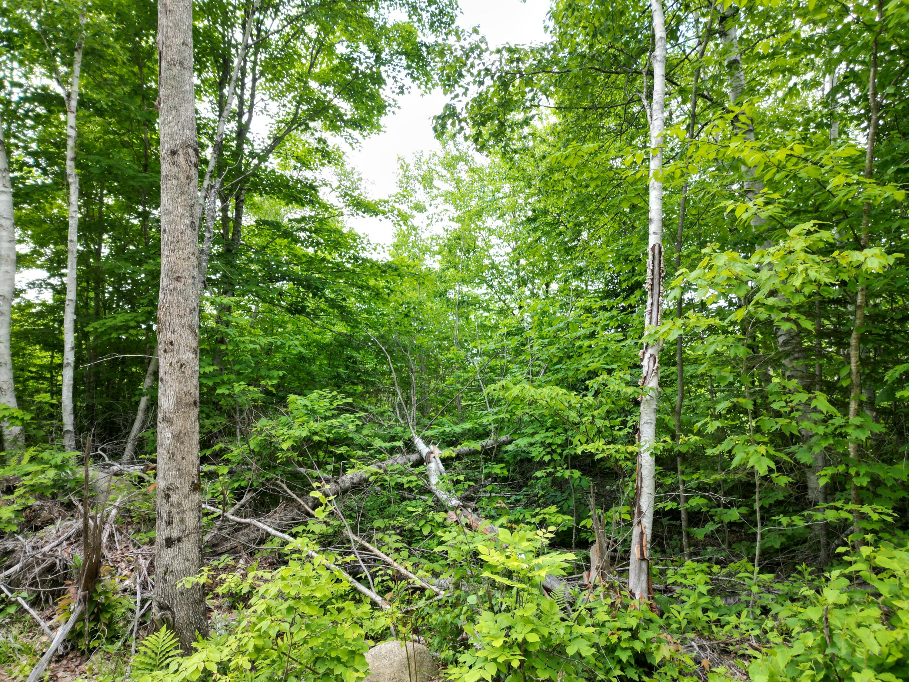 Lot 8 Moores Road Springfield, ME 04487 - Photo 15 of 16 DJI_0271