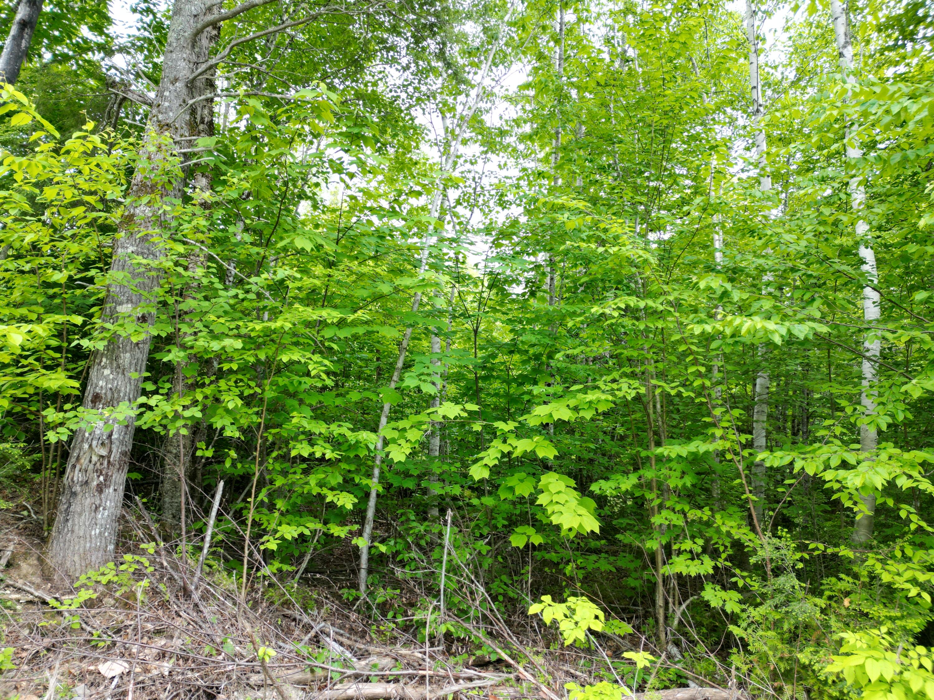 Lot 8 Moores Road Springfield, ME 04487 - Photo 7 of 16 DJI_0268