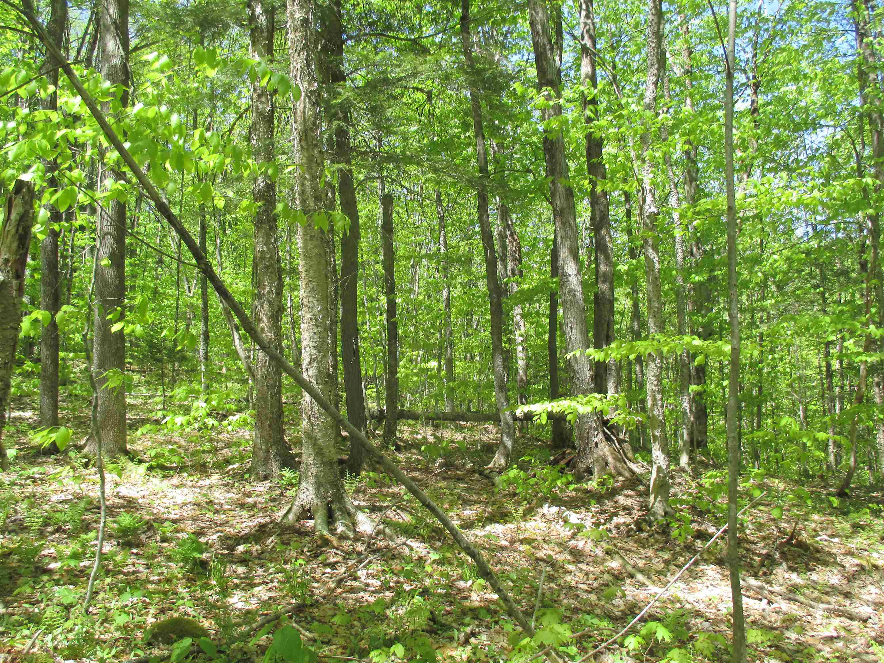 798 Ball Ground Road Westfield, VT 05874 - Photo 9 of 17