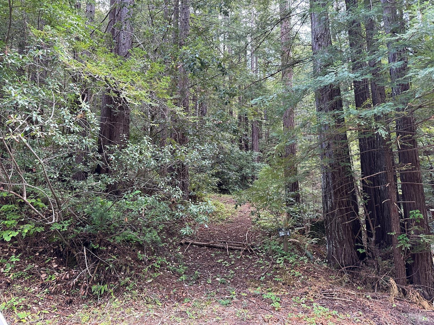 3120 Austin Creek Road Cazadero, CA 95421 - Photo 1 of 1 a view of a forest filled with trees