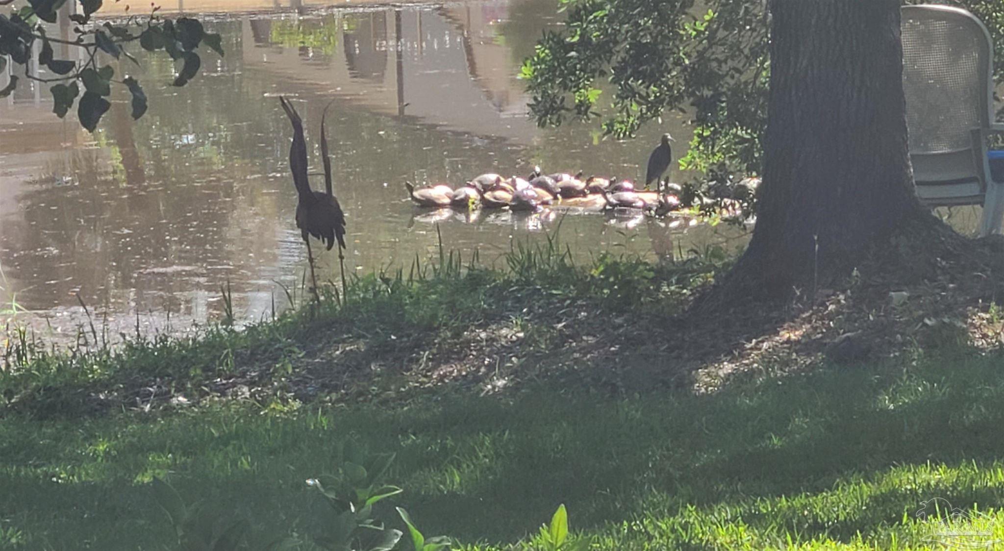 11424 High Springs Road Pensacola, FL 32534 - Photo 35 of 46 a close up of a flowers