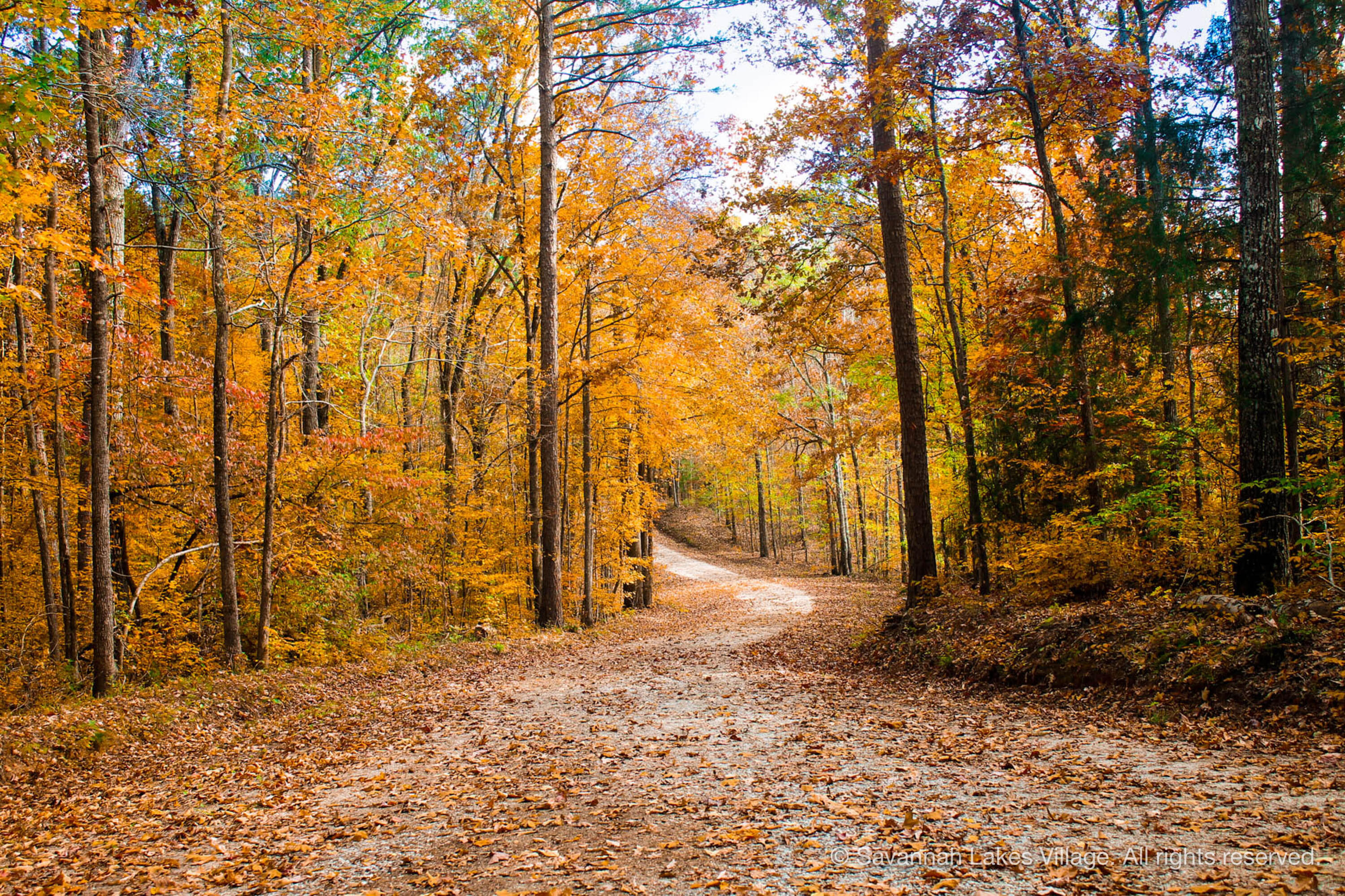 Lot 6 Katie Lane McCormick, SC 29835 - Photo 13 of 20 savannah-lakes-real-esate-09