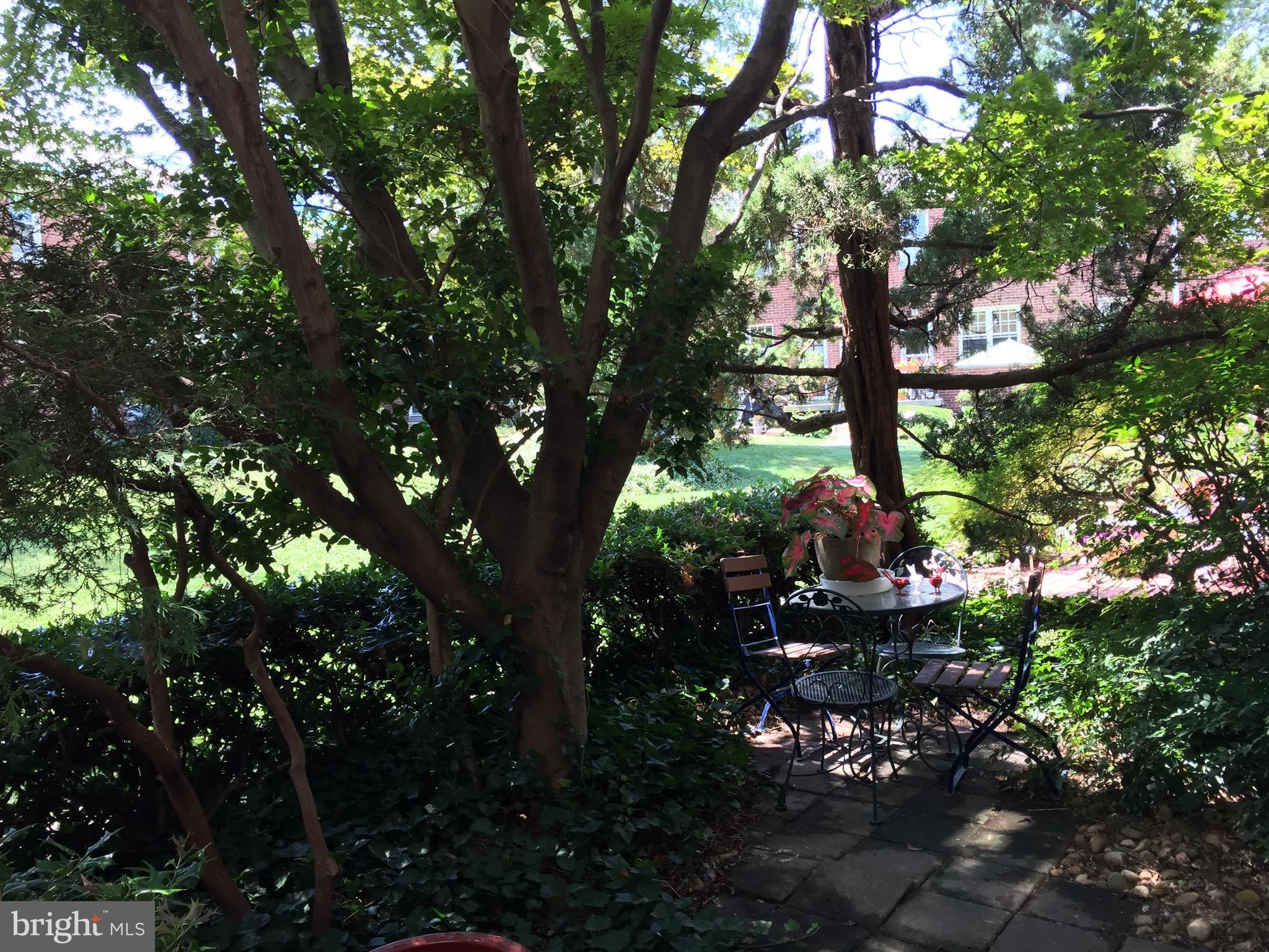 111 East Glebe Road, Unit D Alexandria, VA 22305 - Photo 13 of 14 a picture of tree