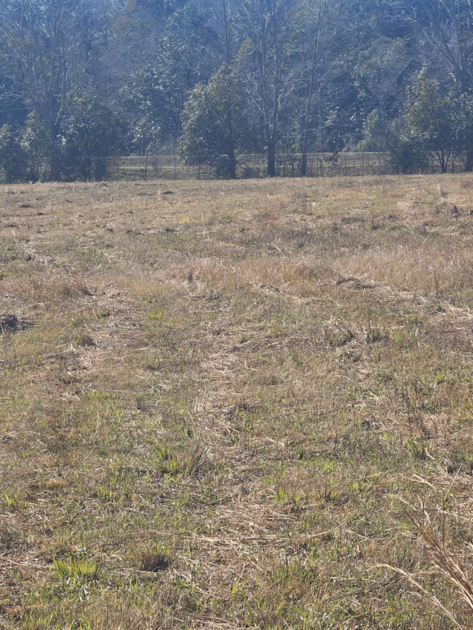 0 Black Griffin Road Loxley, AL 36551 - Photo 6 of 8 View