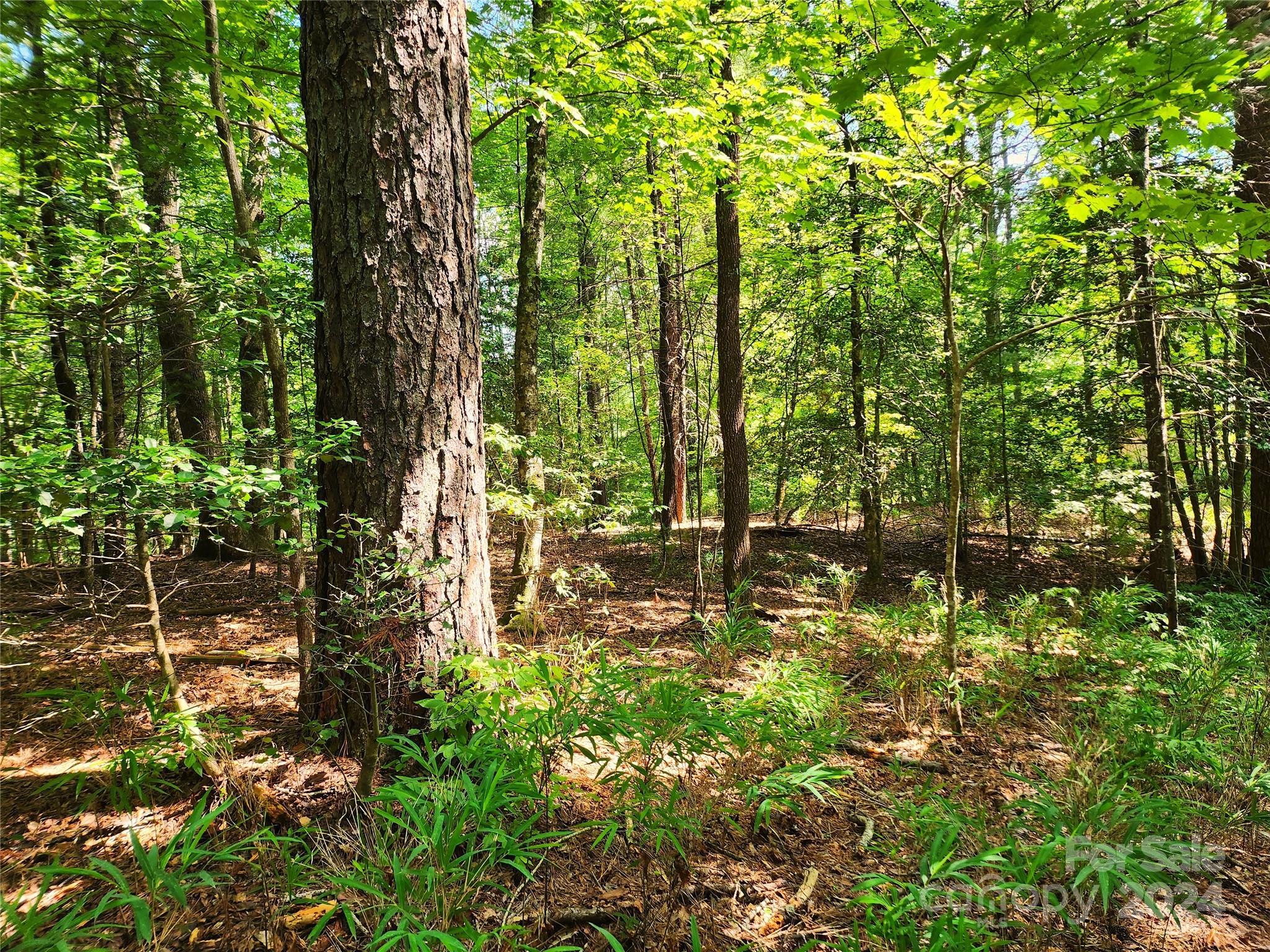 0 Blossom Road Brevard, NC 28712 - Photo 1 of 5 Gallery Image 1