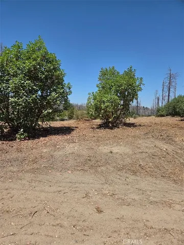 a view of a beach with a tree