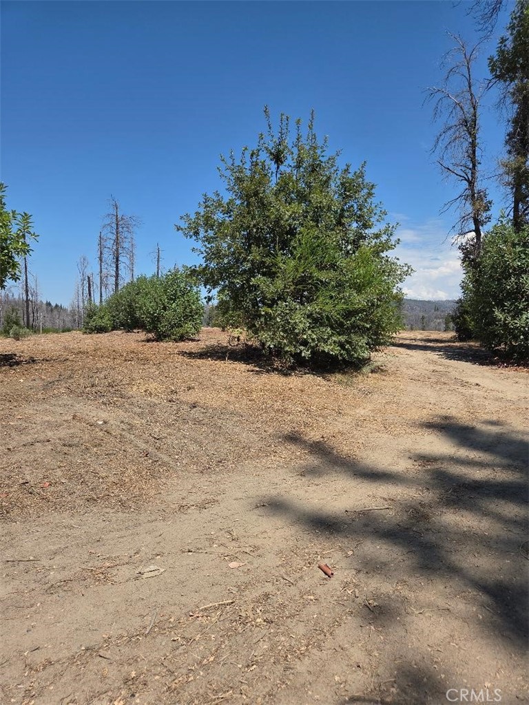 1090 Bald Rock Road Berry Creek, CA 95916 - Photo 7 of 10 a view of a beach with a tree
