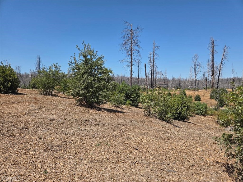 1090 Bald Rock Road Berry Creek, CA 95916 - Photo 9 of 10 a view of a garden with a tree