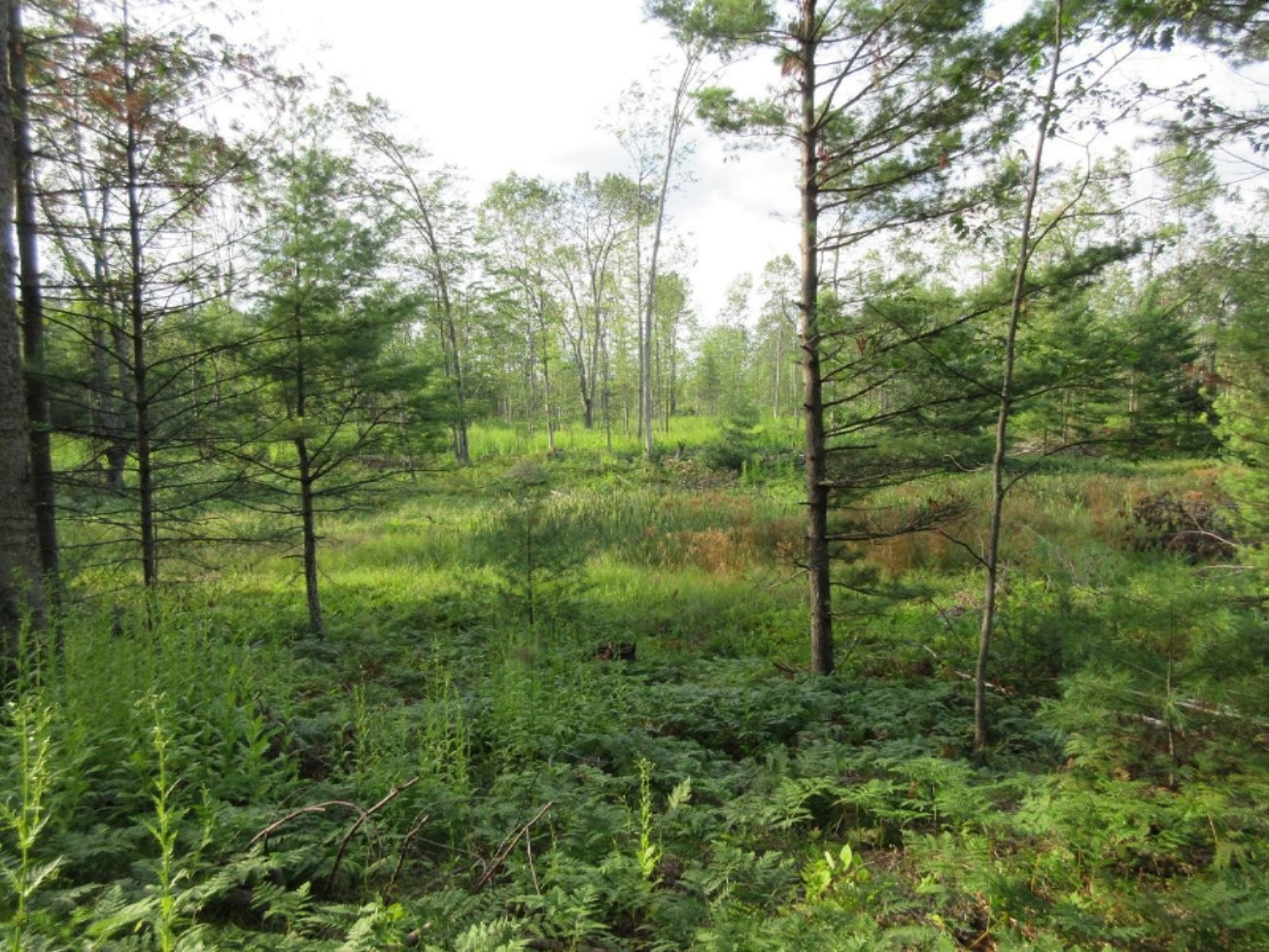 8083 Chain Lake Road South Branch, MI 48761 - Photo 22 of 57 IMG_8424