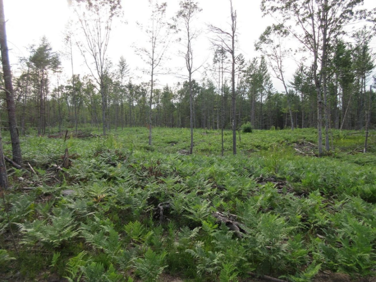 8083 Chain Lake Road South Branch, MI 48761 - Photo 23 of 57 IMG_8434