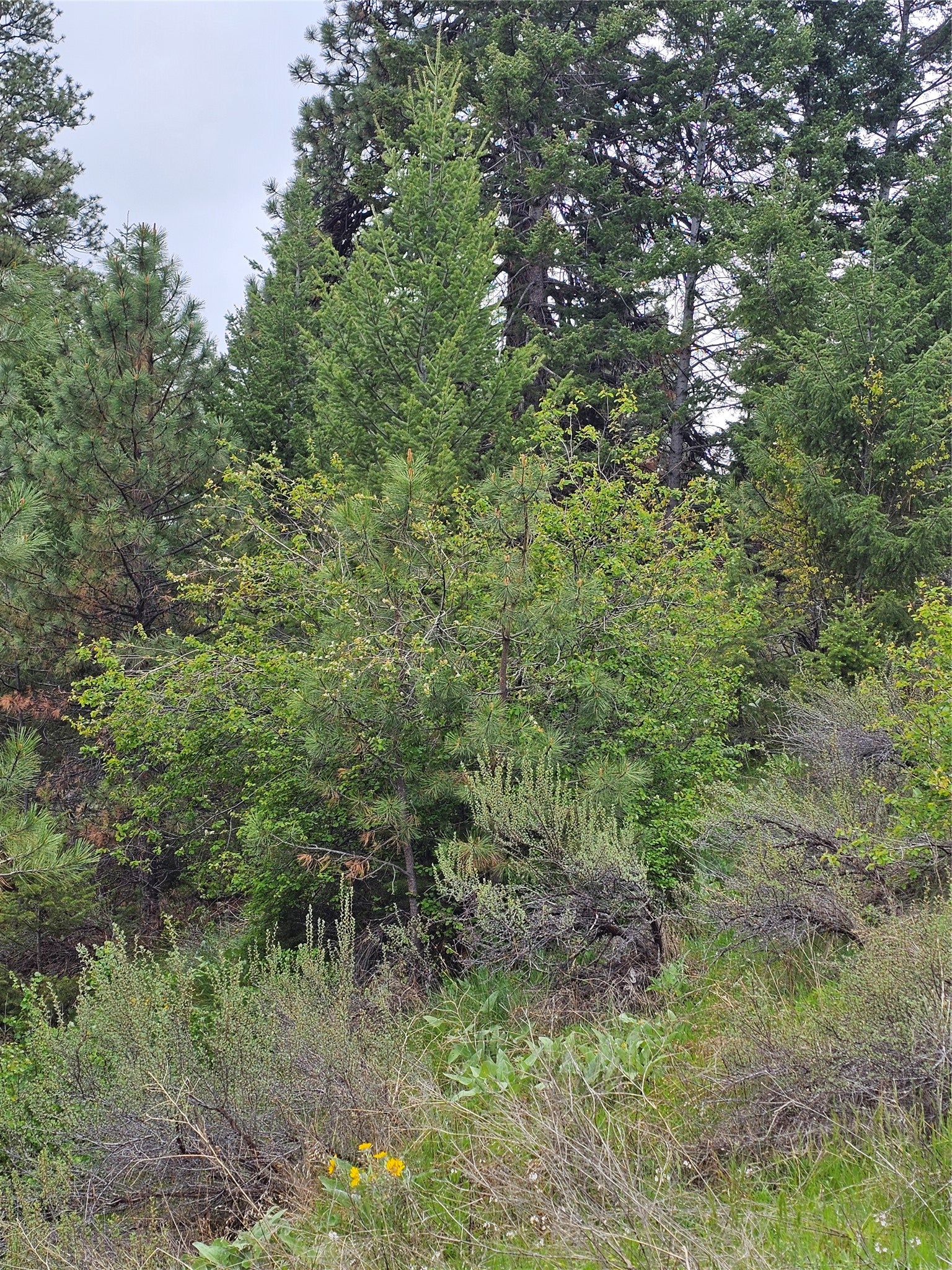 18866 Copper Rdg Trail Florence, MT 59833 - Photo 21 of 139 Gallery Image 21