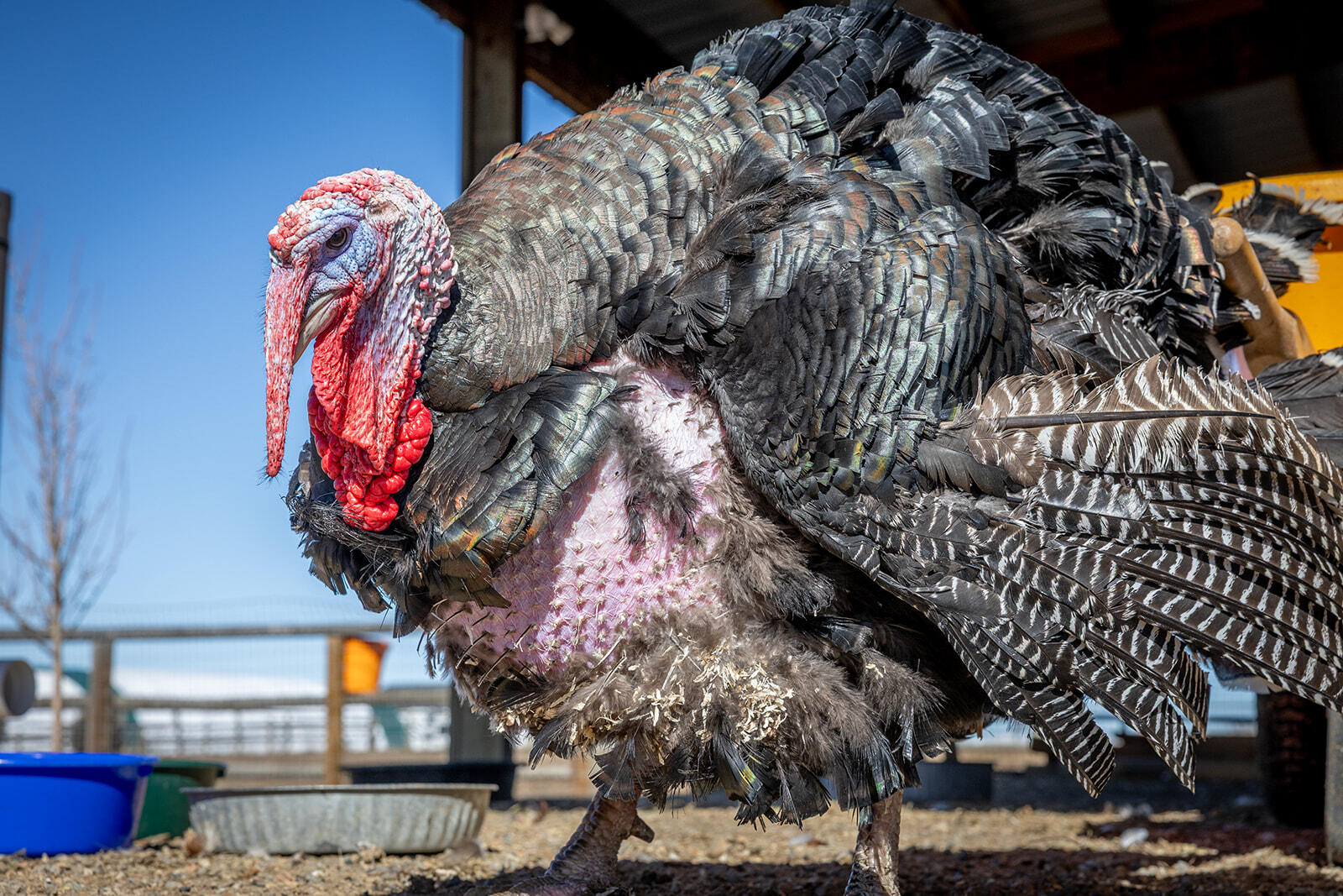187 Syringa Loop Shoshone, ID 83352 - Photo 47 of 51 Turkey