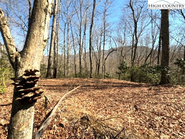 11644 Highway 88 Creston, NC 28615 - Photo 16 of 50 a view of a tree with a yard