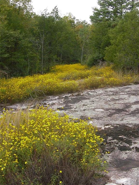 0 Rabbit Farm Road Loganville, GA 30052 - Photo 14 of 29 a view of a yard with a lake view