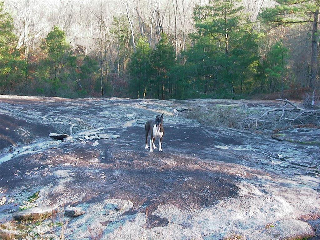 0 Rabbit Farm Road Loganville, GA 30052 - Photo 23 of 29 a view of a backyard with trees