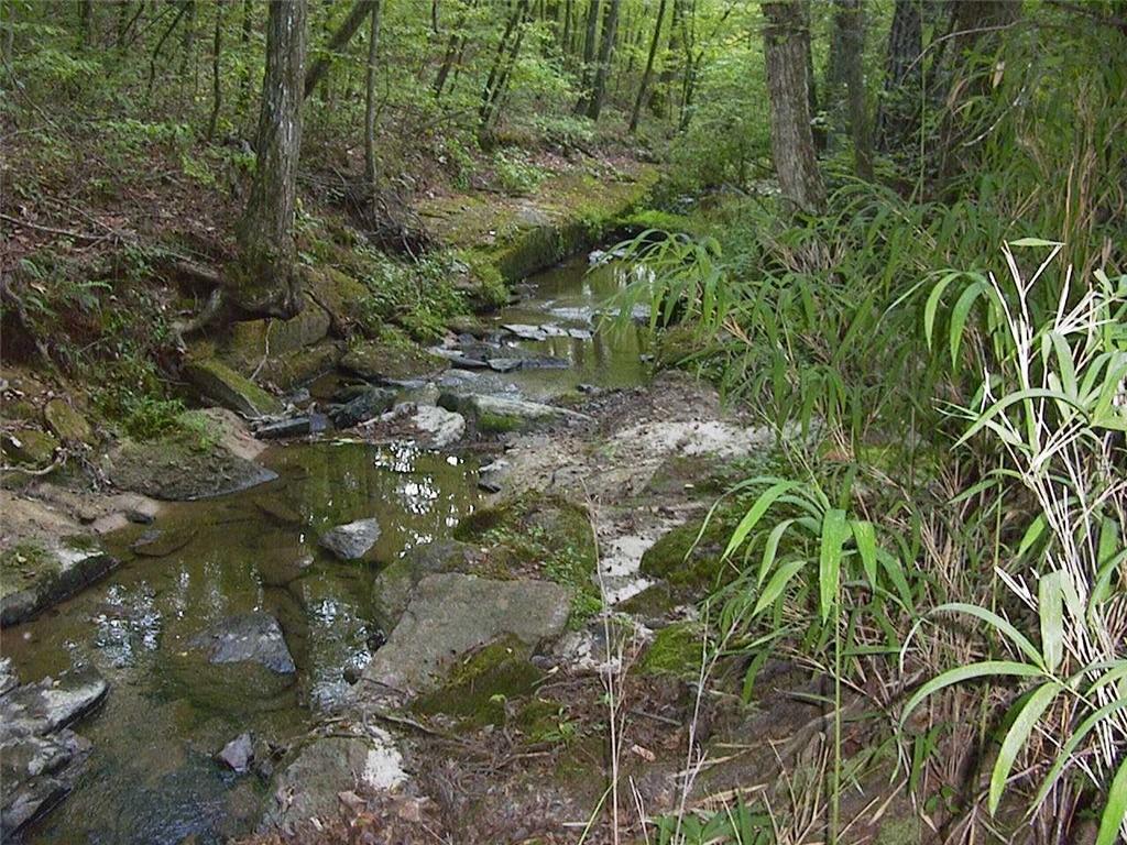 0 Rabbit Farm Road Loganville, GA 30052 - Photo 27 of 29 a close up of a plant in a garden