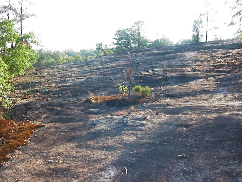 0 Rabbit Farm Road Loganville, GA 30052 - Photo 6 of 29 a view of a road with of trees