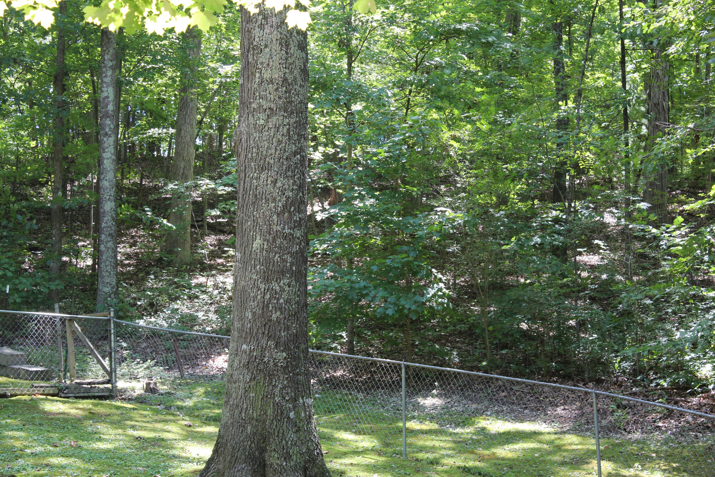 153 McMurray Road Kingston, TN 37763 - Photo 11 of 27 IMG_5999