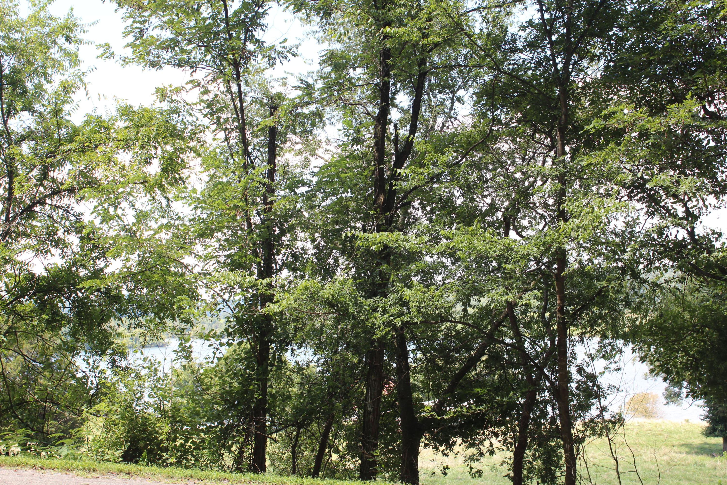 153 McMurray Road Kingston, TN 37763 - Photo 13 of 27 IMG_5989