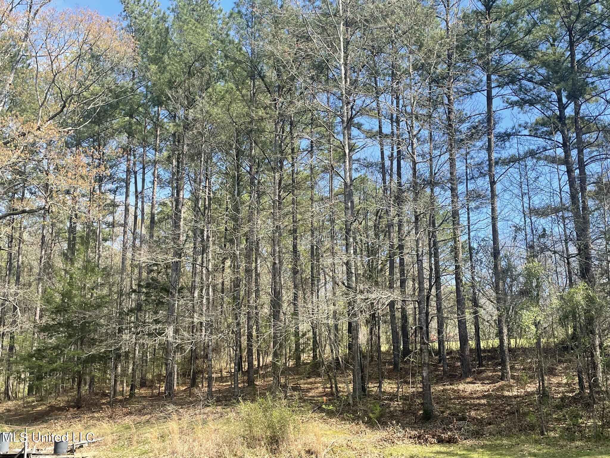 13137 Old Port Gibson Road Utica, MS 39175 - Photo 23 of 29 13137 Claiborne More trees