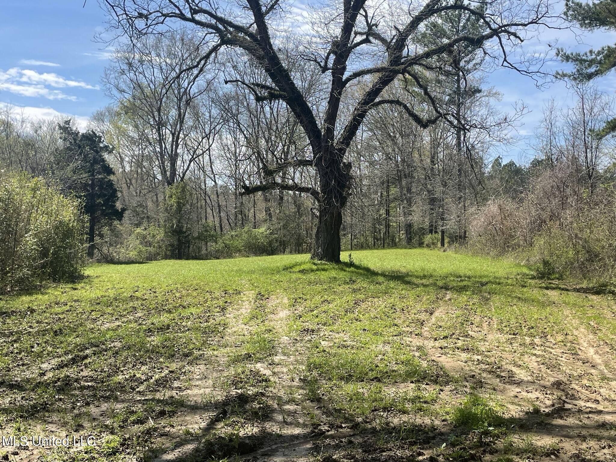 13137 Old Port Gibson Road Utica, MS 39175 - Photo 26 of 29 13137 Claiborne food plot1