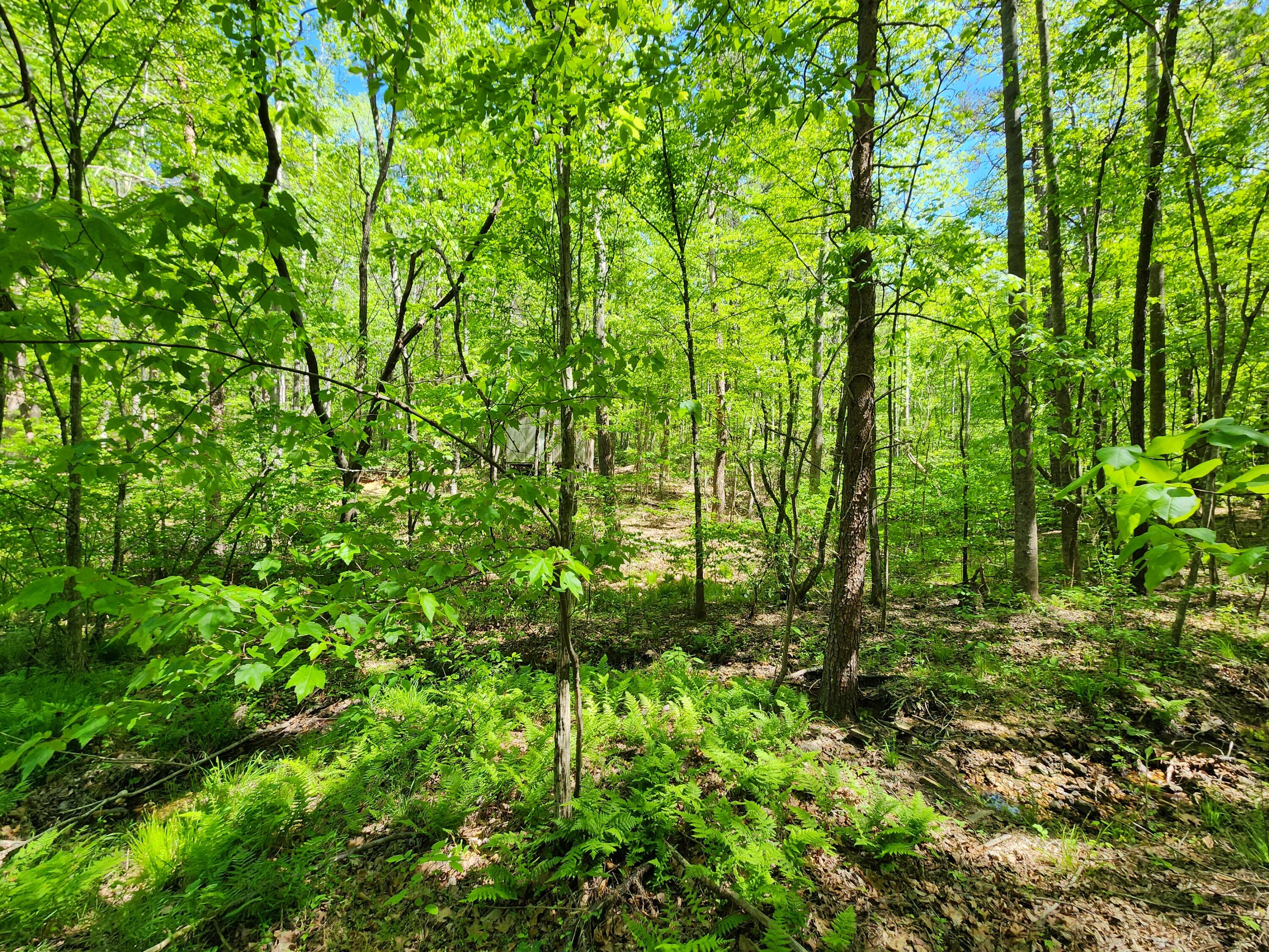 615 Faith Cove Road Sandy Level, VA 24161 - Photo 14 of 49 20240429_152444