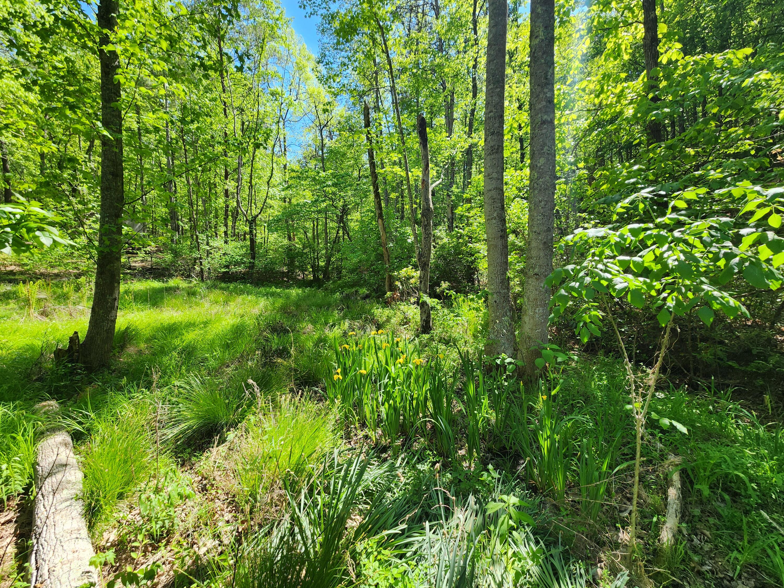 615 Faith Cove Road Sandy Level, VA 24161 - Photo 18 of 49 20240429_152303