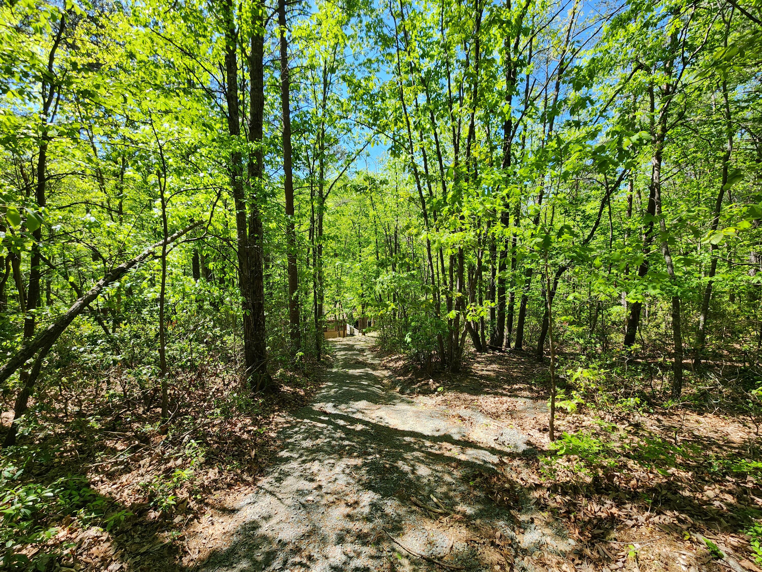 615 Faith Cove Road Sandy Level, VA 24161 - Photo 33 of 49 a view of outdoor space and trees