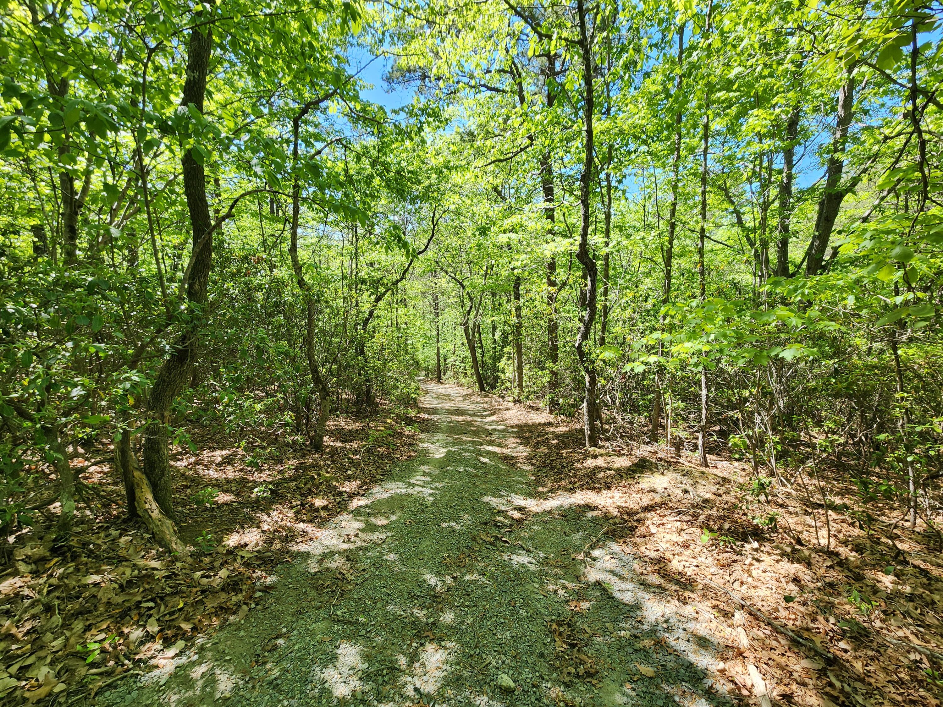 615 Faith Cove Road Sandy Level, VA 24161 - Photo 35 of 49 a view of outdoor space and yard