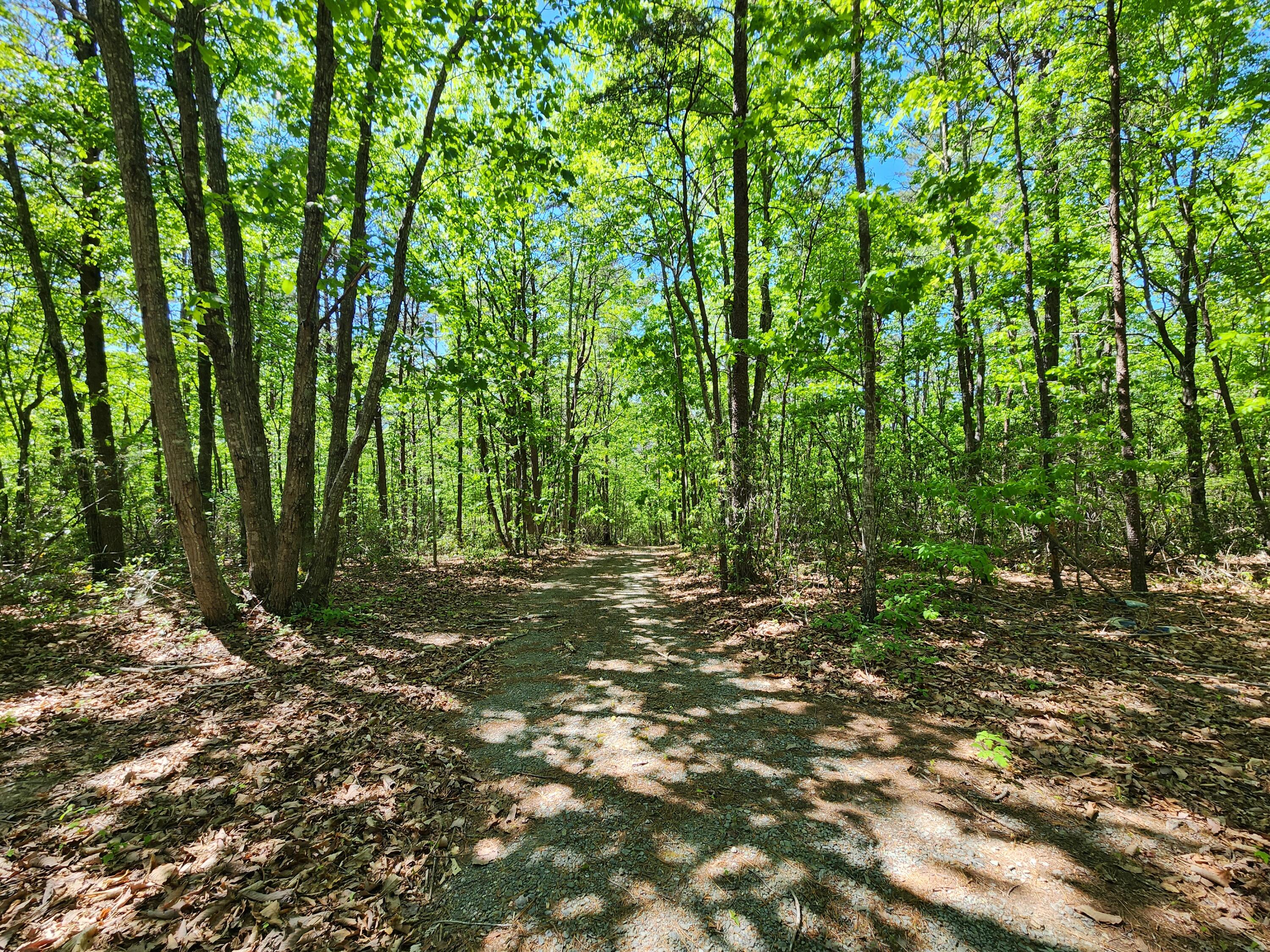 615 Faith Cove Road Sandy Level, VA 24161 - Photo 36 of 49 a big yard with lots of green space and trees