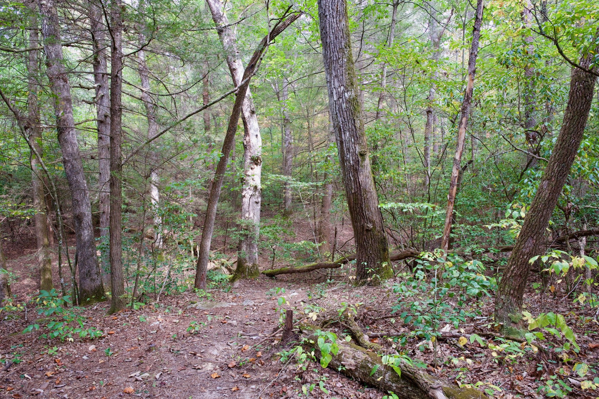 1 Palmer Firetower Road Palmer, TN 37365 - Photo 15 of 70 Gallery Image 15