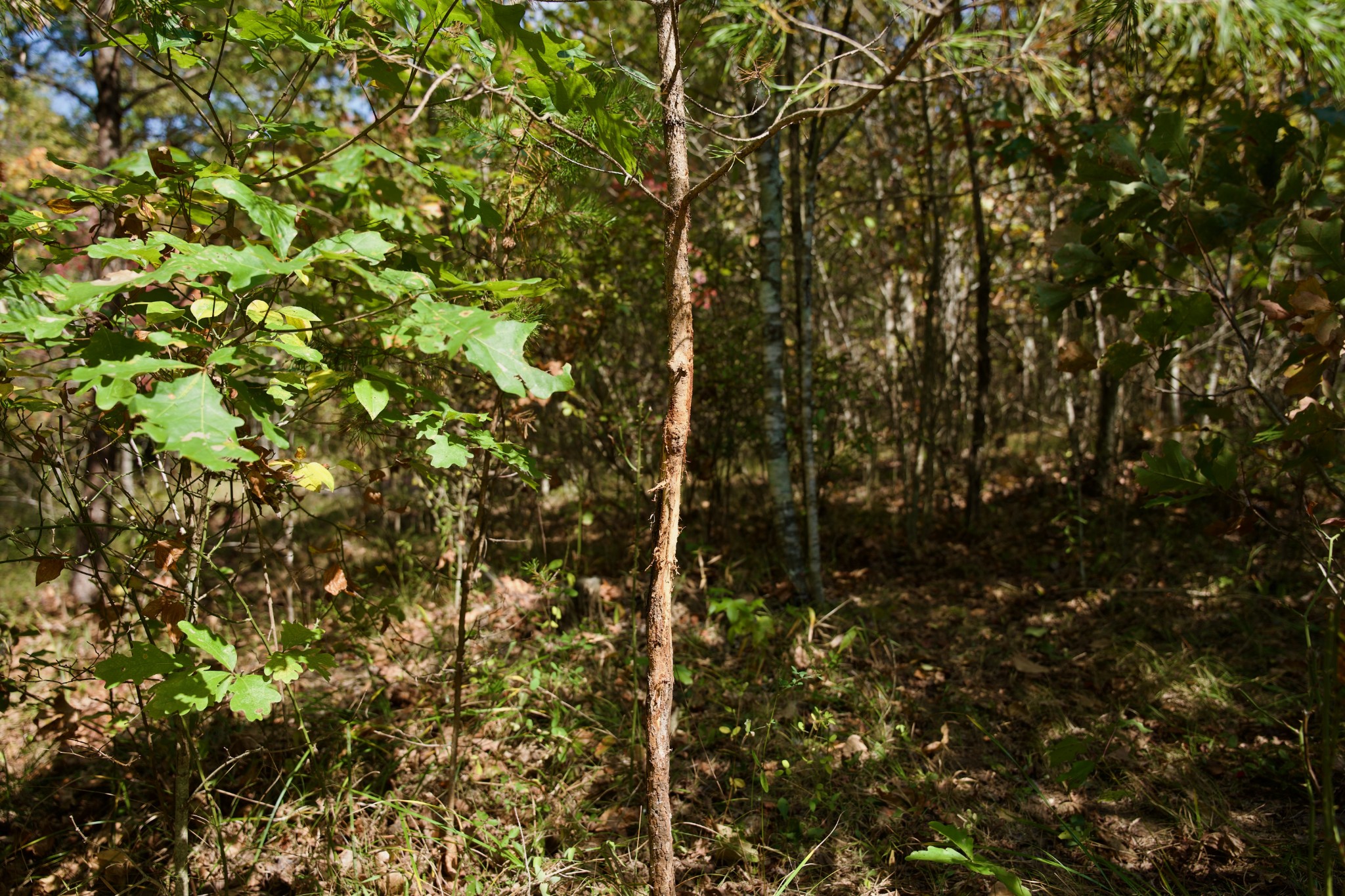 1 Palmer Firetower Road Palmer, TN 37365 - Photo 28 of 70 Gallery Image 28