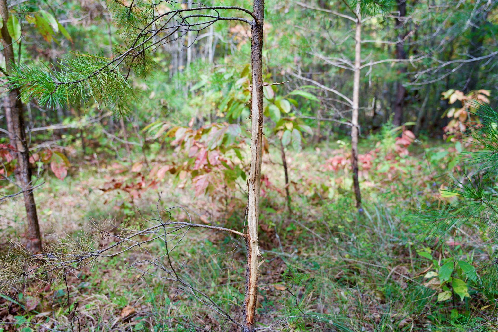 1 Palmer Firetower Road Palmer, TN 37365 - Photo 29 of 70 Gallery Image 29