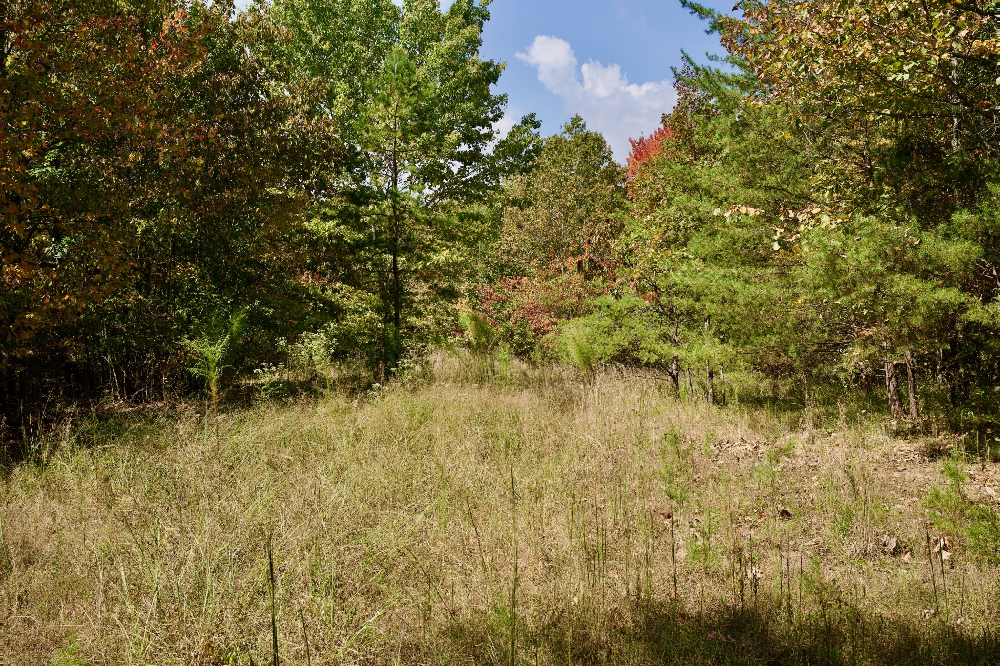 1 Palmer Firetower Road Palmer, TN 37365 - Photo 41 of 70 Gallery Image 41
