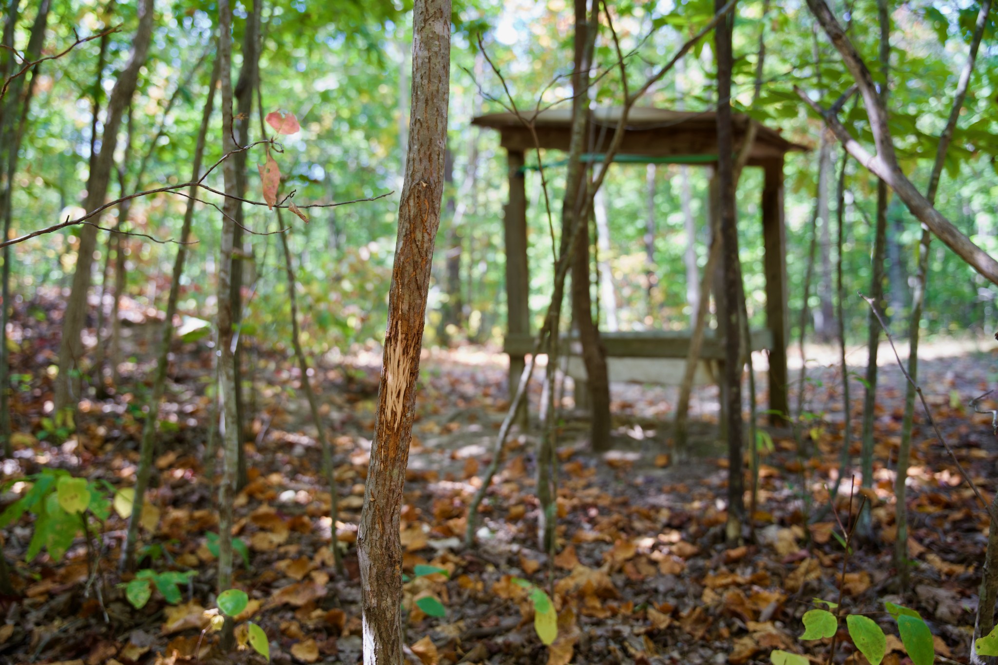 1 Palmer Firetower Road Palmer, TN 37365 - Photo 47 of 70 Gallery Image 47