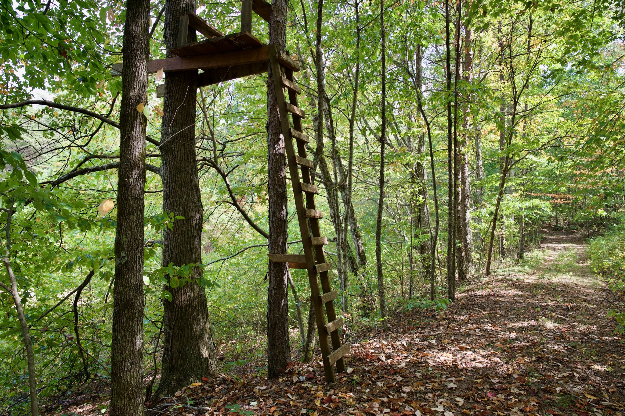 1 Palmer Firetower Road Palmer, TN 37365 - Photo 48 of 70 Gallery Image 48